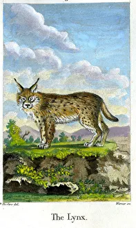 Warner Prints: Lynx