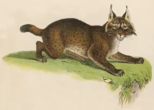 LYNX