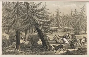 Lynx and Dogs