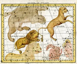 Celestial Prints: Lynx, Little Lion