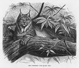 Felis Prints: Lynx (Lydeker)