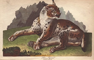 Lynx, Lynx lynx Lynx, Lynx lynx
