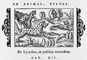 Lynx Prints: Lynx (Olaus Magnus)