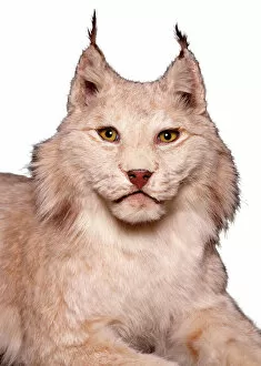 Lying Collection: Lynx sp. lynx