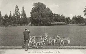Fallow Prints: Lyon, France - The Deer Park