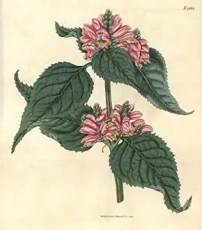 Lyons chelone, Chelone lyonii