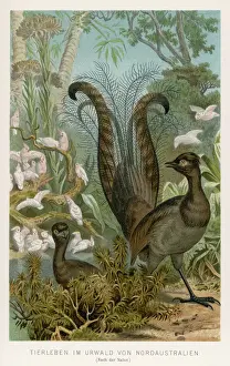 LYREBIRD