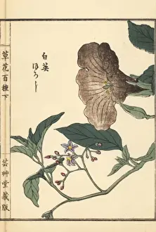 Gardenflower Prints: Lyreleaf nightshade, Solanum lyratum