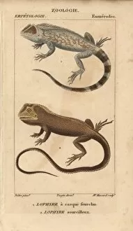 Jussieu Collection: Lyreshead lizard, Lyriocephalus scutatus