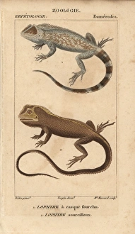 Stipple Gallery: Lyreshead lizard, Lyriocephalus scutatus