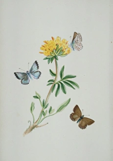 Larvae Collection: Lysandra coridon, chalk-hill blue