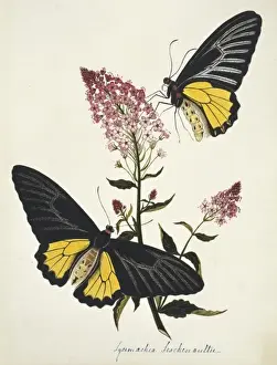 Natural History Museum Prints: Lysimachia leschenaultii, primrose family