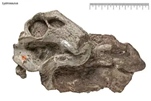 Palaeo Prints: Lystrosaurus