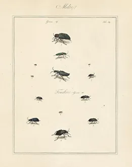 Lytta spanishfly, grain beetle, oil-beetle, etc