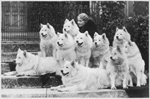 Neat Collection: M Keyte Perry and Samoyeds