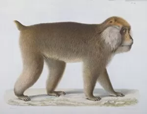 Macaque Collection: Macaca thibetana, Pcre Davids macaque