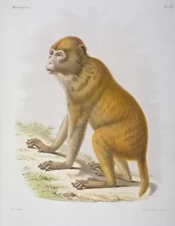 Macaque Collection: Macacus tcheliensis, macaquc