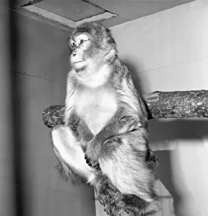Macaque Prints: Macaque