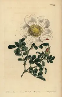 Sansom Prints: Macartneys rose, Rosa bracteata