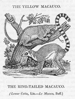 Lemur Prints: Macauco (Bewick)