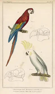 Macaw and Cockatoo