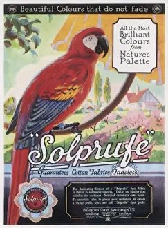 Brightly Prints: Macaw / Dye Adveret 1926