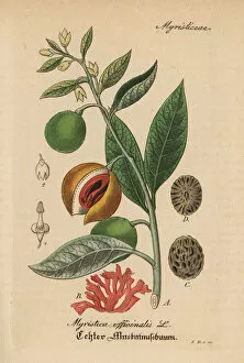 Officinalis Gallery: Mace and nutmeg, Myristica fragrans