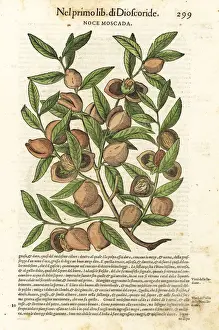 Mace and nutmeg, Myristica fragrans