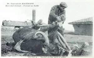 Images Dated 5th May 2011: Macedonia - Blacksmith shoeing a Buffalo