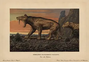 Pleistocene Prints: Machaidorus neogaeus, Smilodon neogaeus, saber-toothed
