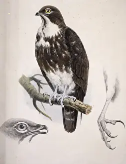 Accipitriformes Prints: Macheiramphus alcinus, bat hawk