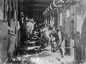 Shearing Prints: Machine Sheep Shearing