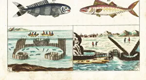 Mackerel fishing methods, pilot fish and painted mackerel