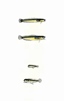 Glauca Prints: Mackerel Midge and Thompsons Midge