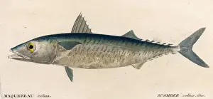 Mackerel / Scomber Colias