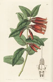 Macleania insignis