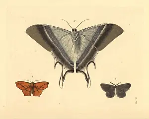 Macleays swallowtail, dark umber and chain-dotted geometer