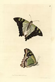 Butterfly Collection: Macleays swallowtail, Graphium macleayanus