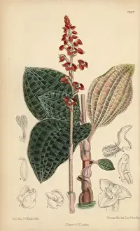 Macodes javanica, native of Java, Indonesia