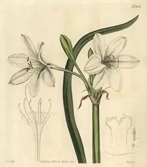 Crinum Prints: Macquarie crinum, Crinum flaccidum