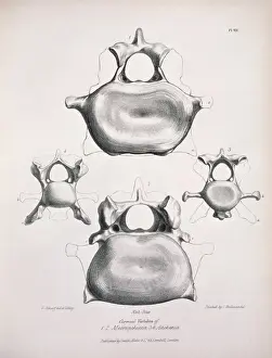 Lama Prints: Macrauchenia patachonica and Auchenia llama