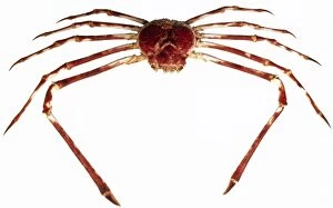Brachyura Collection: Macrocheira kaempferi, giant Japanese giant spider crab