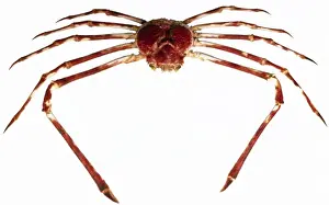 Claw Prints: Macrocheira kaempferi, giant Japanese giant spider crab