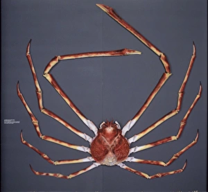 Araneae Gallery: Macrocheira kaempferi, Japanese spider crab