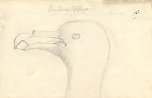 Macronectes giganteus, southern giant petrel
