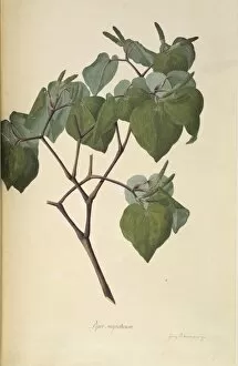 Captain Cook Collection: Macropiper excelsum, kawakawa pepper tree