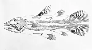 Macropoma lewesiensis, an extinct coelacanth fish