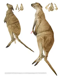 Marsupial Prints: Macropus antilopinus, antilopine wallaby