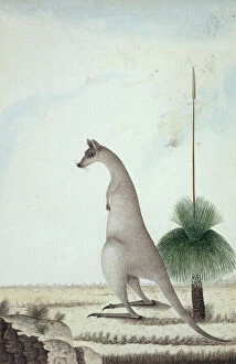 First Gallery: Macropus giganteus, eastern gray kangaroo and Xanthorrhoea s