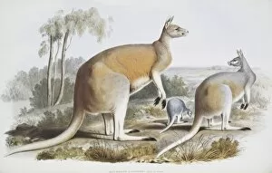 Elizabeth Gould Gallery: Macropus laniger, great red kangaroo